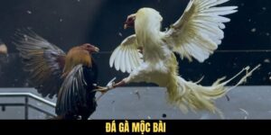Trải Nghiệm Sức Hút Và Sự Hấp Dẫn Của Hình Thức Đá Gà Mộc Bài