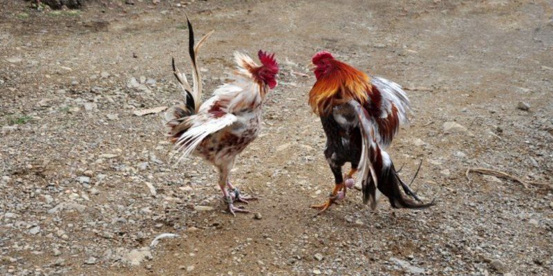 Một số loại gà chiến phù hợp đá cựa dao